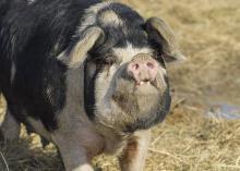 Palo Alto Farm near West Point grew this and many other pasture-raised pigs to meet the increasing demand for locally grown foods. (Photo by MSU Ag Communications/Kevin Hudson)