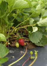 Strawberries at Lazy U Farm in Macon, Mississippi, are doing well on May 21, 2015, compared to most crops in the state. Frequent spring rains combined with poor plant growth, flowering and fruit set have decreased many growers' harvests. (Photo by MSU Ag Communications/Kevin Hudson)