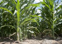 The majority of the state's corn is rated in good or excellent condition despite spring rains that delayed planting and detrimental heat in recent weeks. This photo was taken June 12, 2015, in Sunflower County. (Photo by MSU Ag Communications/Kat Lawrence)