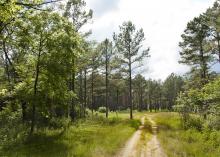 Housing starts across the country climbed in July to their highest rates in almost eight years, but current overall average stumpage prices in Mississippi are hovering near where they were at this time in 2014 because of a timber surplus. (File photo by MSU Ag Communications/Kevin Hudson)