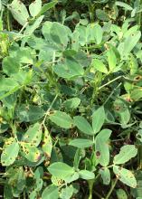 These peanuts in Monroe County, Mississippi, on Sept. 9, 2015, exhibit signs of early leaf spot disease. A lack of rain has produced an average crop across the state. (Photo by MSU Extension Service/Jason Sarver)