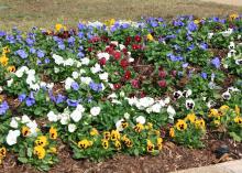 A fresh layer of mulch in the fall can help beds stay weed-free when preparing to plant fall seasonal color. (Photo by MSU Ag Communications/Kat Lawrence)