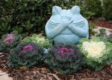 The bright colors of ornamental kale add pizazz to any fresh salad or stir-fry. Nagoya ornamental kale is a favorite snack for many Mississippi gardeners because it is already chip-shaped. Mix with a little extra virgin olive oil and sea salt, and bake at 240 degrees for about 45 minutes. (Photo by MSU Extension Service/Gary Bachman)