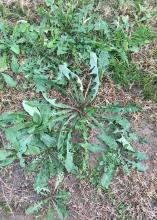 Unwanted yard and flowerbed weeds such as this common dandelion can be avoided by using herbicides before spring begins and fertilizing lawns after the threat of frost has passed. (Photo by MSU Extension Service/Nathan Gregory)