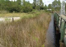 Here is the restored area five years after planting. The area is completely filled in with vegetation, with no noticeable differences between the different planting designs. (Photo courtesy of Eric Sparks)