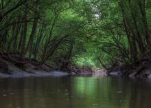 Catalpa Creek runs through the Mississippi State University campus and is the focal point of the 28,943-acre Catalpa Creek watershed. MSU personnel are part of a multiagency effort to restore the water quality of Catalpa Creek. (Photo by Robert Lewis/MSU Extension Service)