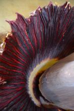The titan arum’s spathe opens for one day every seven to 10 years. The leafy, petal-like structure, which contains both male and female flowers, emits a strong odor similar to decaying meat to attract the plant’s native pollinators. (Photo by MSU Extension Service/Susan Collins-Smith)