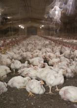 Mississippi State University is using sprinklers on an intermittent schedule to cool chickens in its two commercial poultry houses this summer. These young chickens are being sprinkled Aug. 22, 2016, on the MSU H.H. Leveck Animal Research Center in Starkville, Mississippi. (Photo by MSU Extension Service/Kat Lawrence)