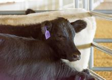 cow with tag