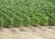 corn field