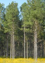 forest trees