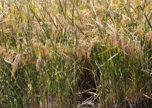 rice field