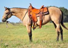 MSU Merlins Pizazz, otherwise known as “Daisy,” is a beautiful, 2-year-old buckskin mare and one of 17 horses available for purchase through the annual online Mississippi State University horse auction. (Photo by MSU College of Agriculture and Life Sciences/Elizabeth Caldwell)