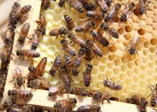 A queen bee scurries toward the bottom left corner of a frame of capped cells containing bee larvae. Worker bees have many different jobs within a colony, including caring for baby bees. (File photo by MSU Extension/Keri Collins Lewis)
