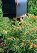 Butterfly weed is an exciting native plant that attracts Monarch butterflies and thrives in Mississippi landscapes. (Photo by MSU Extension Service/Gary Bachman)