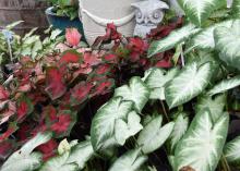 Caladiums are versatile plants that can be grown in full sun, shade or part sun. (Photo by MSU Extension Service/Gary Bachman)