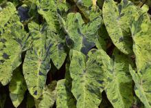 Colocasia Mojito leaves offer unique color patterns of lime green, chartreuse, purple and almost black, each randomly splattered and splotched so that no two leaves are the same. (Photo by MSU Extension Service/Gary Bachman