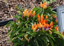 Ornamental peppers begin setting fruit as the temperature rises, and they keep producing through fall. The pastel-colored fruit of this NuMex Easter is reminiscent of Easter eggs. (Photo by MSU Extension Service/Gary Bachman)