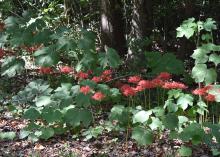 Lycoris is easy to grow and care for as long as it is planted in a sunny landscape bed that is well drained and gets sun for about half a day. (Photo by MSU Extension Service/Gary Bachman)