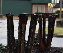 Hard pruning of crape myrtles produces what appears to be lusher growth, but this results in a decrease in overall flowering. (Photo by MSU Extension Service/Gary Bachman)