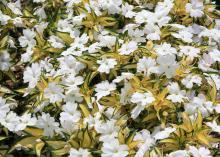 The spreading variety of SunPatiens is the perfect spiller plant for hanging baskets or big containers. (Photo by Gary Bachman/MSU Extension)