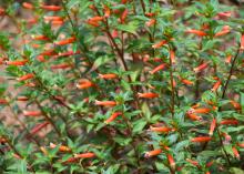 Cuphea Vermillionaire is a heat-loving plant that flowers from spring to frost in the fall and can reach 3 feet in height by summer’s end. (Photo by MSU Extension Service/Gary Bachman)