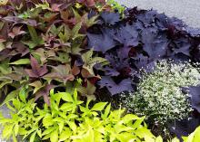 The deep purple of a Sweet Caroline Bewitched sweet potato vine grows alongside the Bright Ideas Rusty Red and Bright Ideas Lime varieties, with Diamond Frost Euphorbia providing a pop of tiny white flowers. (Photo by MSU Extension/Gary Bachman)