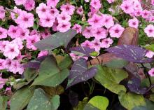 Jade Masquerade’s heart-shaped leaves are randomly splashed with dark red and lime green. Here they mingle with a Vista Bubblegum Supertunia. (Photo by MSU Extension/Gary Bachman)