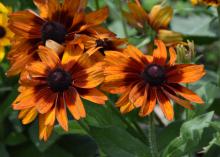 Cherokee Sunset produces large flowers that are a mix of single and doubles. The warm, autumnal colors on sturdy stems make them a good choice for use in fall indoor arrangements. (Photo by MSU Extension/Gary Bachman)