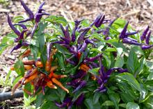 Ornamental peppers are available in an ever-increasing array of colors and styles, such as these NuMex April’s Fools peppers. (Photo by MSU Extension/Gary Bachman)