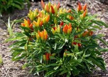 Ornamental peppers, such as NuMex Chinese New Year, tend to hold their pods high above the foliage, proudly showing their fruit. (Photo by MSU Extension/Gary Bachman)