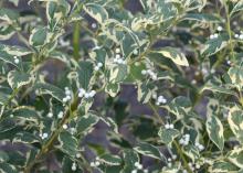 Mississippi State University Extension Service’s own Gary Bachman discovered the variegated beautyberry called Duet in 2000. (Photo by MSU Extension/Gary Bachman)