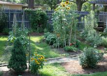 A raised bed can be made simply by mounding growing mix up toward the middle and making walkways on either side. (Photo by MSU Extension/Gary Bachman)