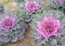 Coral Queen is a newer kale growing in Mississippi State University trial gardens. The foliage has a bright-red center with purplish-green edges. (Photo by MSU Extension/Gary Bachman)