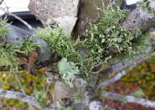 Lichen are an unlikely combination of fungi and algae living in a symbiotic relationship on the bark of plants. This type of lichen resembles highly branched balls of fuzz. (Photo by MSU Extension/Gary Bachman)