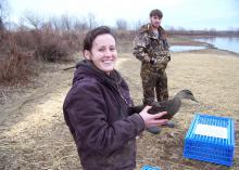 Mississippi State University graduate student Kira Newcomb, left and technician Scott Bearden release female black ducks fitted with very high frequency radio transmitters on Feb. 3, 2011, at the Duck River Unit of Tennessee National Wildlife Refuge in New Johnsonville, Tenn., as part of her research on the ducks' declining population. (Submitted Photo)