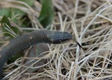 The eyes of non-venomous snakes, like this brown snake, have round pupils, unlike those of venomous snakes, which have cat-like pupils with vertical slits. (Photo courtesy of Robert Lewis)