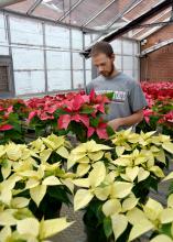 Mississippi State University Horticulture Club President Spencer Waschenbach of Kahoka, Missouri, examines poinsettias in a campus greenhouse on Nov. 25, 2014. The club will be selling poinsettias, Christmas cacti, succulents, living wreaths, mistletoe balls and ready-made table pieces in the annual Christmas Plant Sale from 8 a.m. until 5 p.m. on Dec. 5. (Photo by MSU Ag Communications/Linda Breazeale)