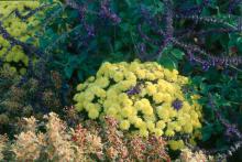 Mulch marigolds when the seedlings are large enough or after setting out transplants. Deadhead to keep a tidy appearance and to encourage more blooms.