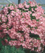 Proven Winners, in California, is known for their bold colorful basket combinations. This spring basket  is packed with color from the Blue Bird Nemesia, Olympic Gold bacopa and Babylon Neon Rose verbena.