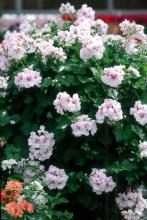 This exquisite Ivy geranium cascades downward gracefully with clusters of showy blossoms.