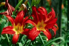 Spiderman is a hit at the theater box office with the movie and is a hit in the garden with the bright red blooms of the Spiderman daylily.