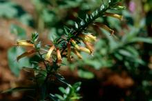 The cigar or firecracker cuphea has beautiful fluted flowers that are exotically unique and a delight to the ruby-throated humminbird.