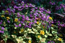 The Outback Sunset lysimachia with its yellow and green variegated foliage and yellow-orange, bell-shaped flowers is a spreading ground cover that combines wonderfully with plants like New Wonder scaevola.