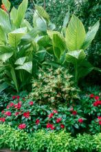 The bright green Joseph's Coat combines wonderfully with caladiums, giving a season-long show of color.