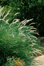 The oriental fountain grass is a 4-foot tall grass with pristine white blooms. It offers added excitement in the garden with its plumes that move in the wind. Ornamental fountain grasses add extra value when planted so they are back-lighted from the setting sun or landscape lighting.