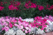 Bouquet Purple dianthus is the perfect companion to petunias, Dusty Miller and Sweet Alyssum.