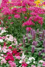 Bouquet Purple dianthus is at home in this spring garden with anise hyssop and periwinkles.