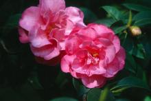 Fall and winter landscapes will be more beautiful if they include this camellia sasanqua, Shishi Gashira, recently named a 2002 Mississippi Medallion award winner for the fall. Their waxy, leather leaves coupled with blooms that are as pretty as roses reveal that these camellias are not only good as shrubs but also for use as foundation plantings.