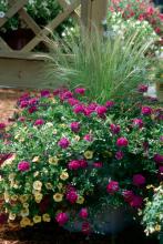 This striking, colorful mixed container includes Mexican feather grass, Superbena Dark Blue and Superbells Yellow calibrachoa.